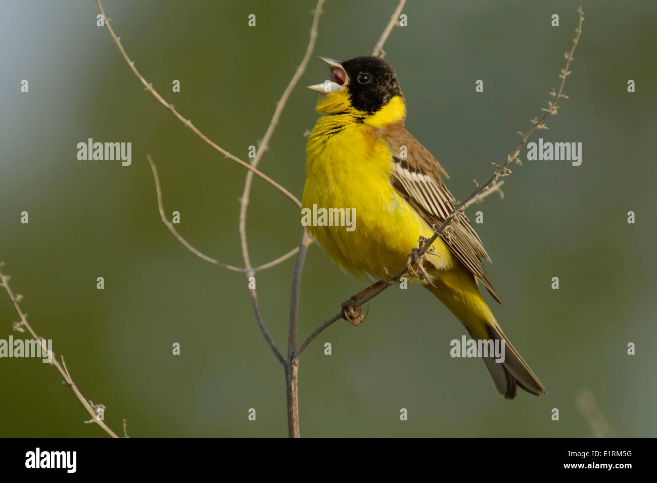 A testa nera bunting maschio adulto in estate piumaggio cantare nella luce della sera Foto Stock