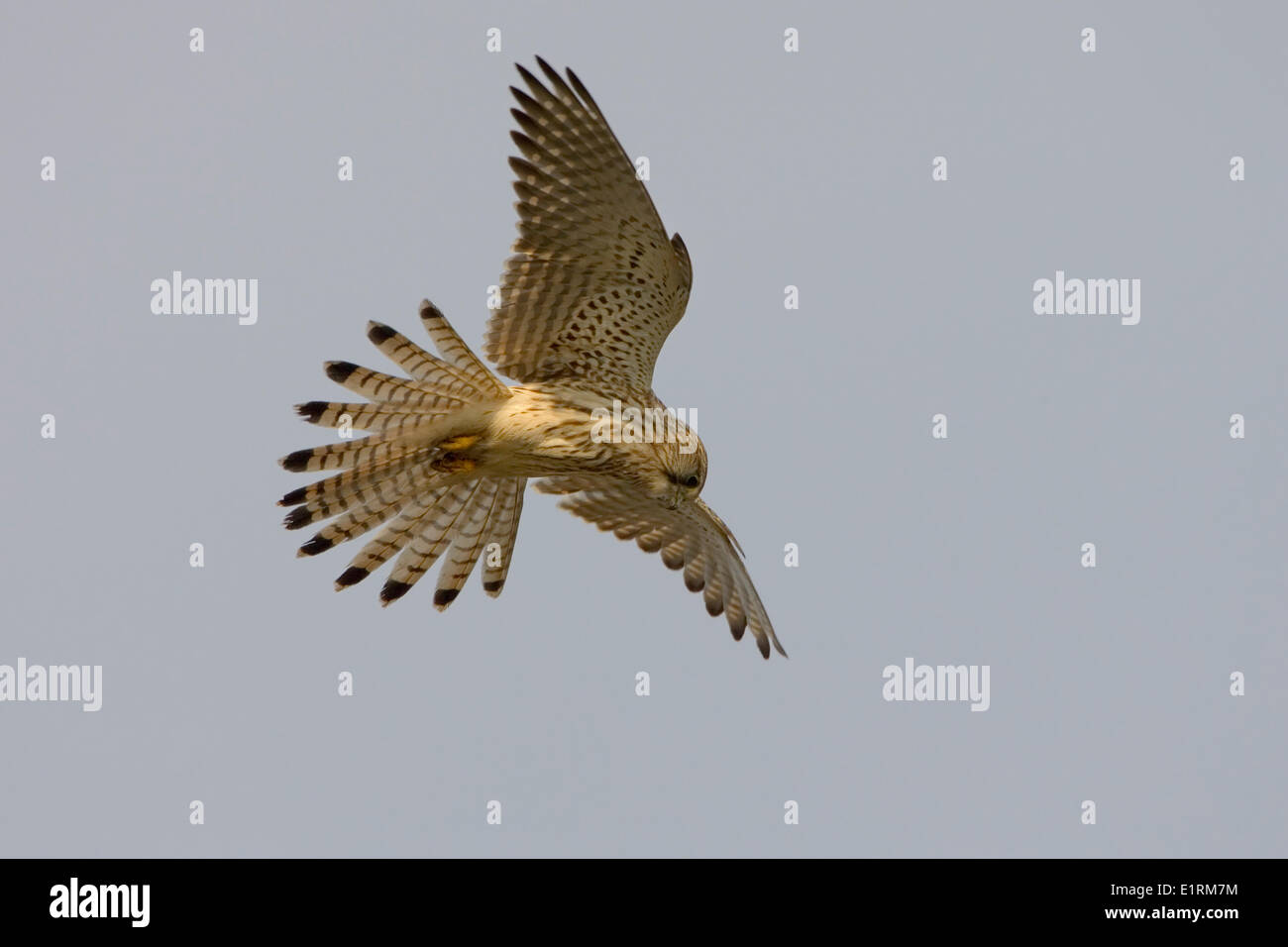 Comune hovering gheppio (Falco tinnunculus) Foto Stock