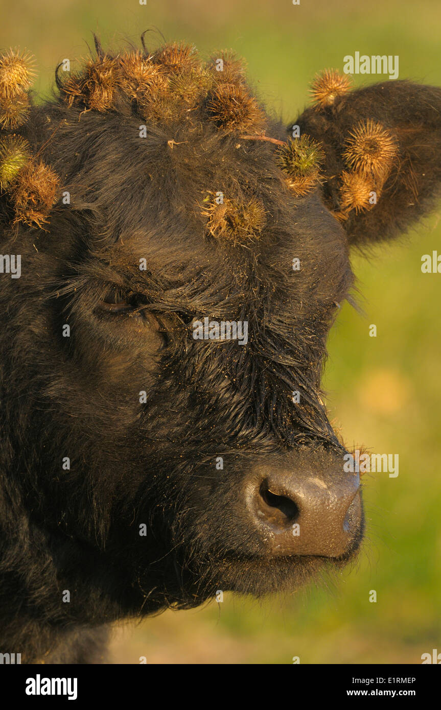 Colpo di testa di un vitello di Galloway con seads di bardana maggiore sulla testa Foto Stock
