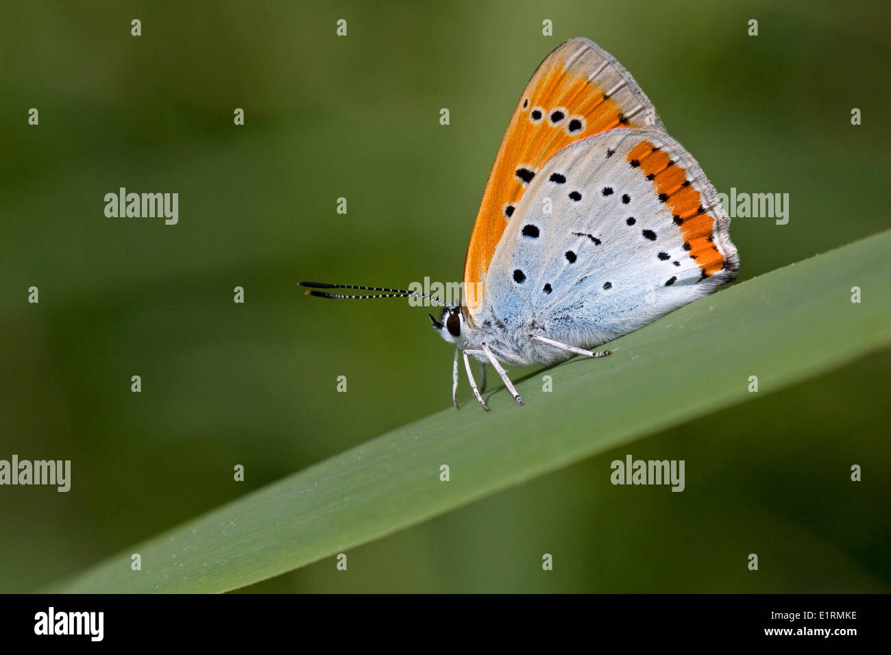 Grande Farfalla di rame Foto Stock