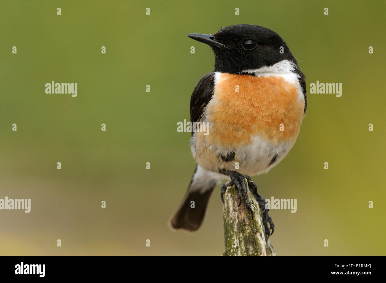 Stonechat maschio appollaiato sul piccolo tronco morto Foto Stock