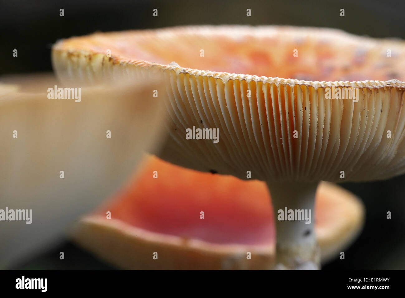 Fly agaric (amanita muscaria) Foto Stock