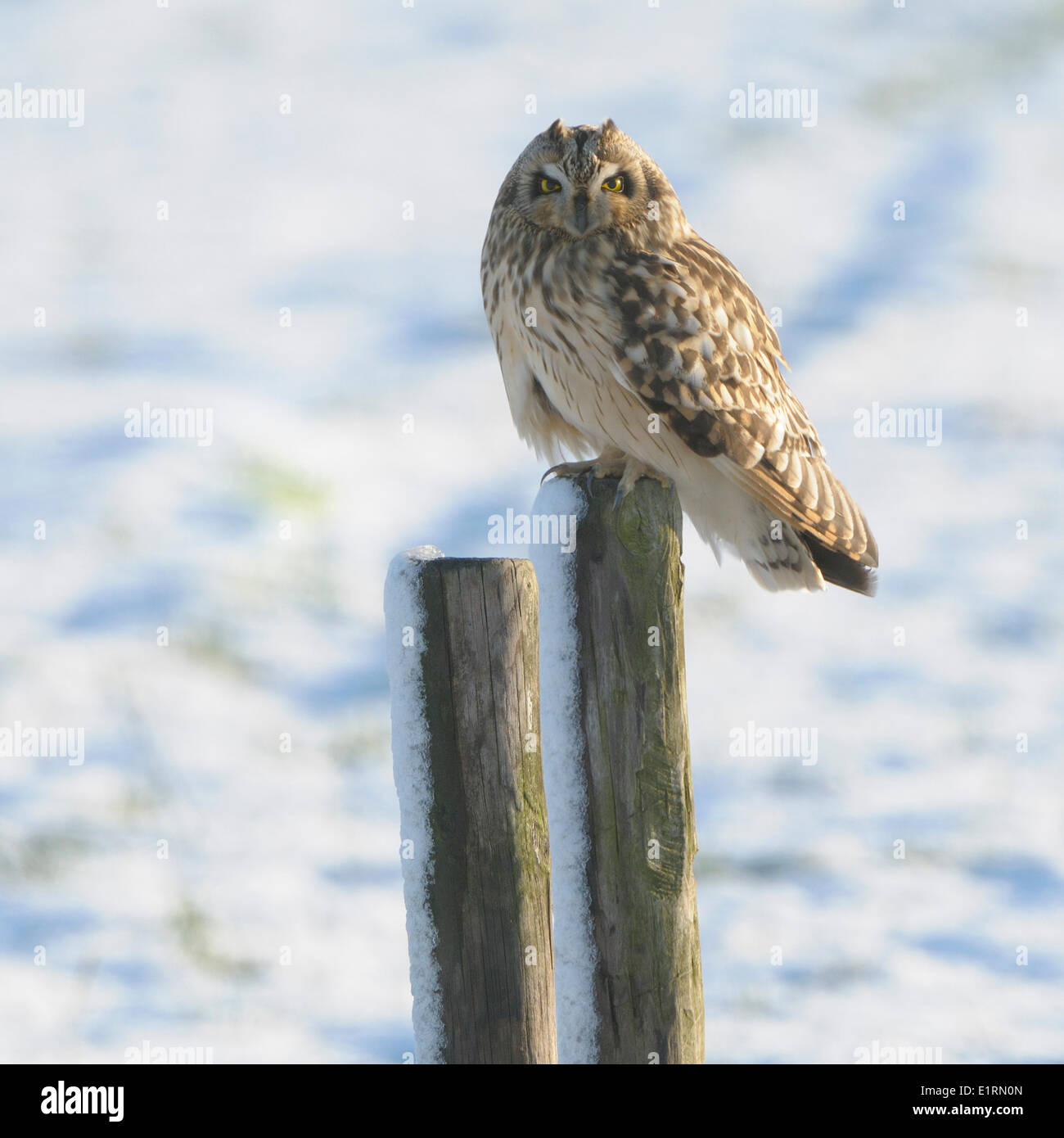 Corto-eared Owl su strade coperte di neve palo di legno nel paesaggio di neve Foto Stock