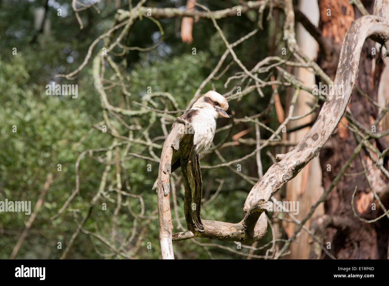 Australia, Victoria, Melbourne. Dandenong Parco Nazionale e Riserva di borse di studio. Grandi kingfisher, ridendo Kookaburra. Foto Stock