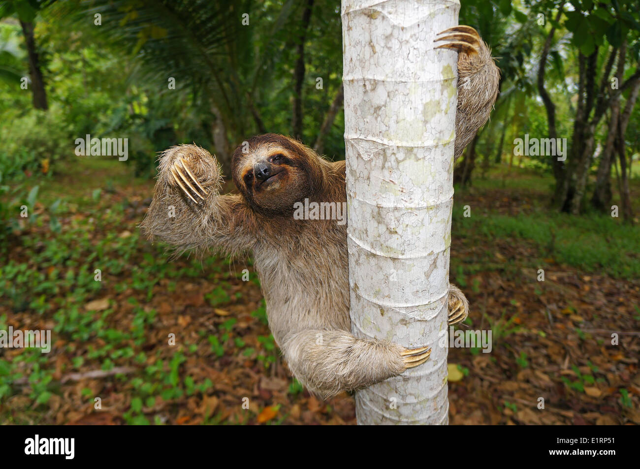 Marrone-throated sloth si arrampica su un albero, Panama America Centrale Foto Stock