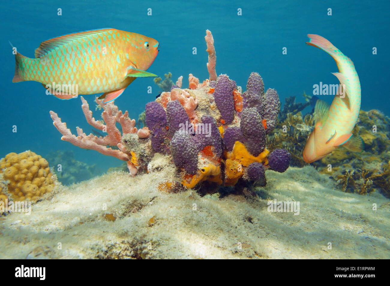 Il mondo subacqueo con colorati pesci tropicali e spugne nel mar dei Caraibi Foto Stock