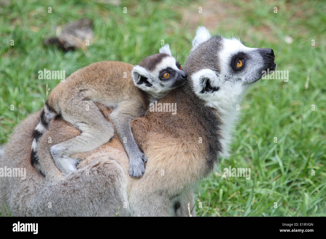 Un anello di madre-tailed lemur (Lemur catta) portando un bambino sulla schiena Foto Stock