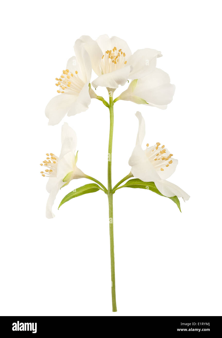 Philadelphus fiori isolato su sfondo bianco Foto Stock