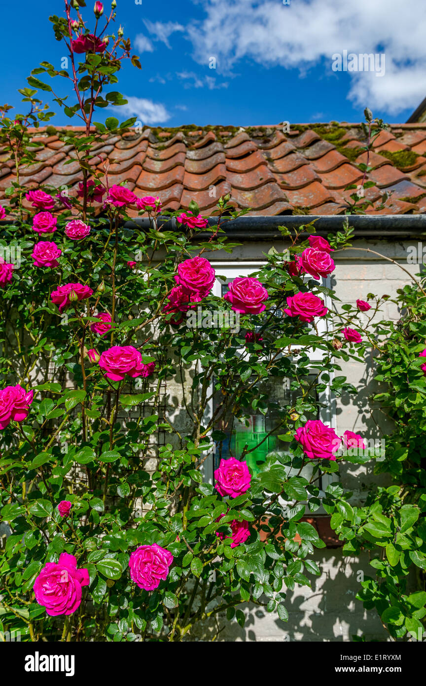 Climbing rose rosse su di un lato di un piccolo edificio. Foto Stock