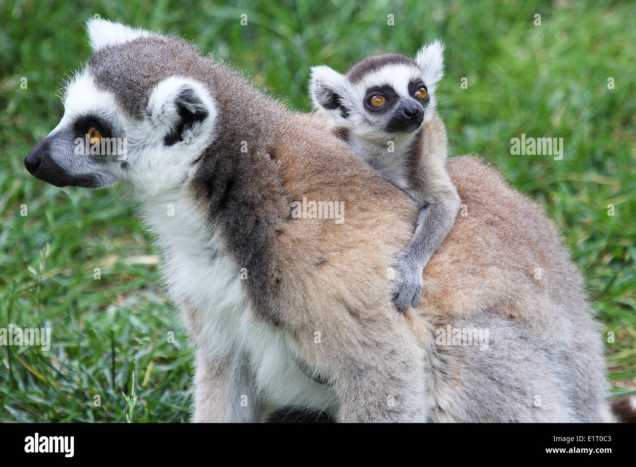 Un anello di madre-tailed lemur (Lemur catta) portando un bambino sulla schiena Foto Stock