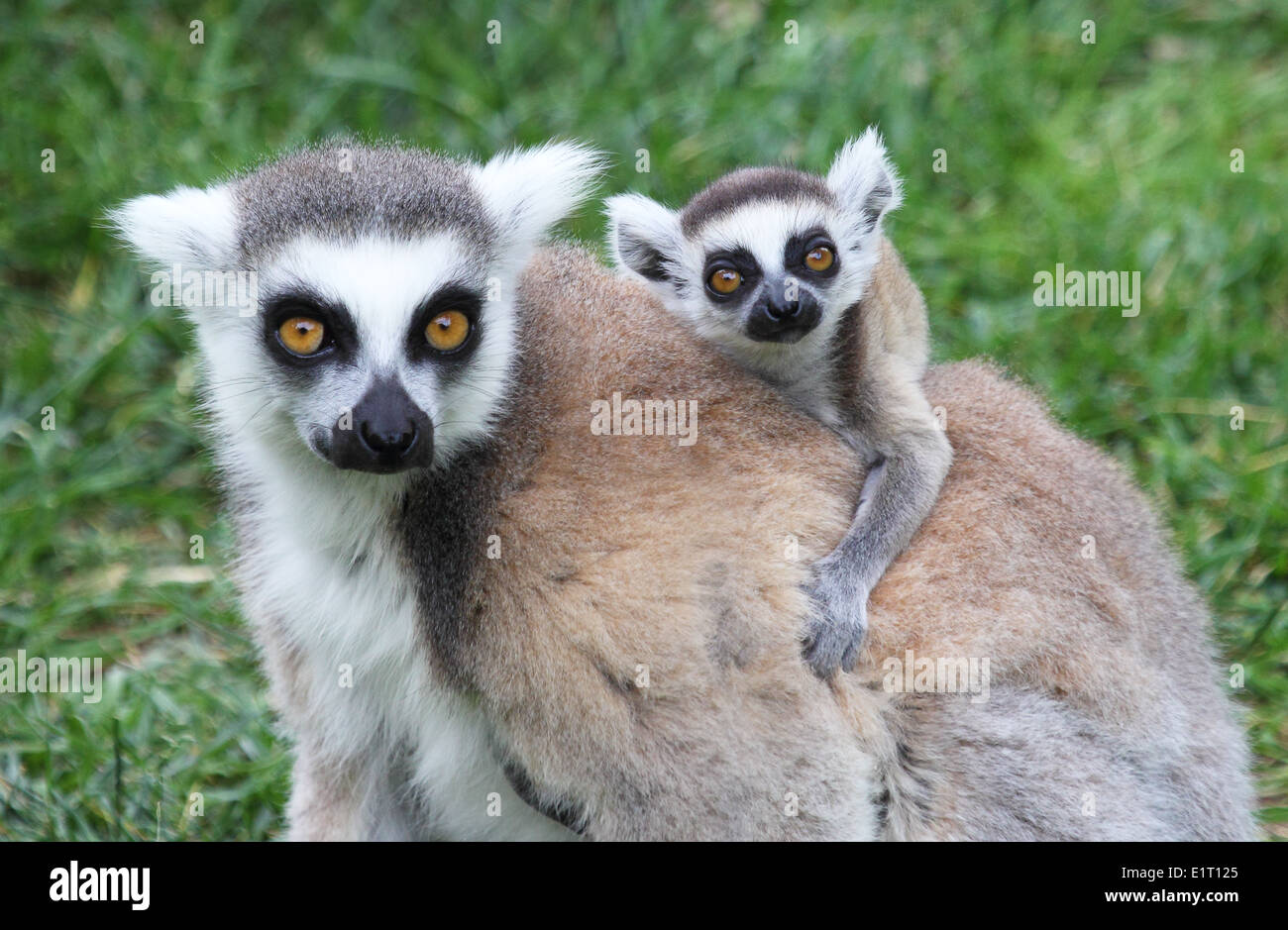 Vista frontale di un anello di madre-tailed lemur (Lemur catta) portando un bambino sulla schiena Foto Stock