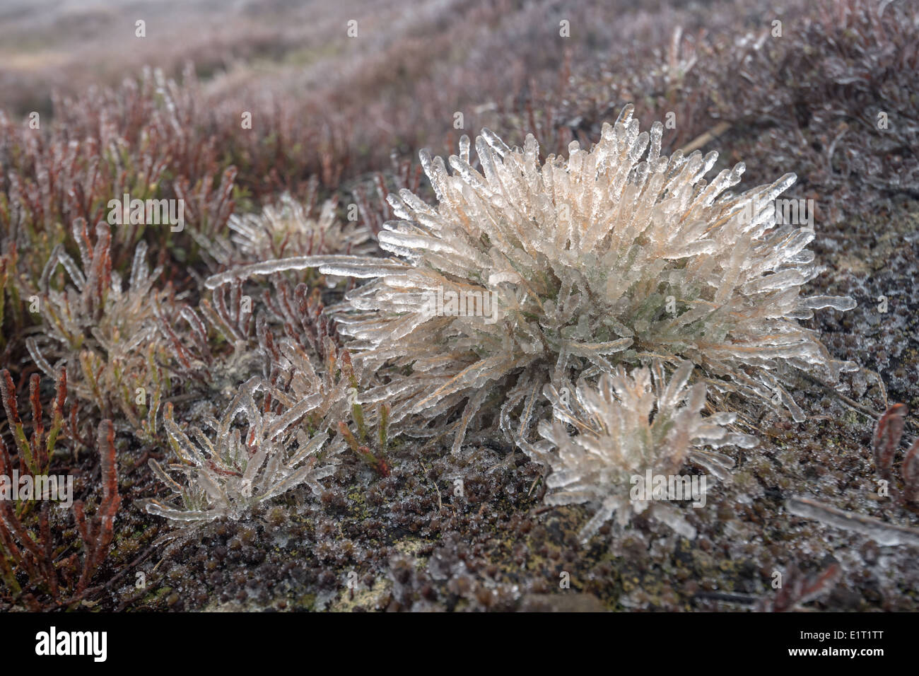 L erba congelati close up Foto Stock