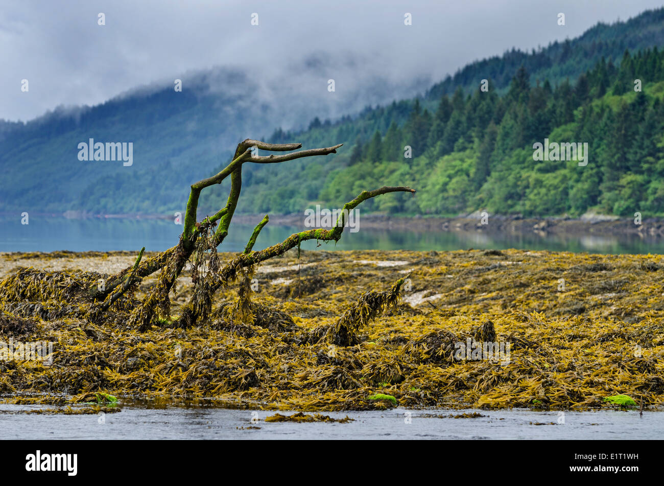 Loch Long Scozia litorale Foto Stock