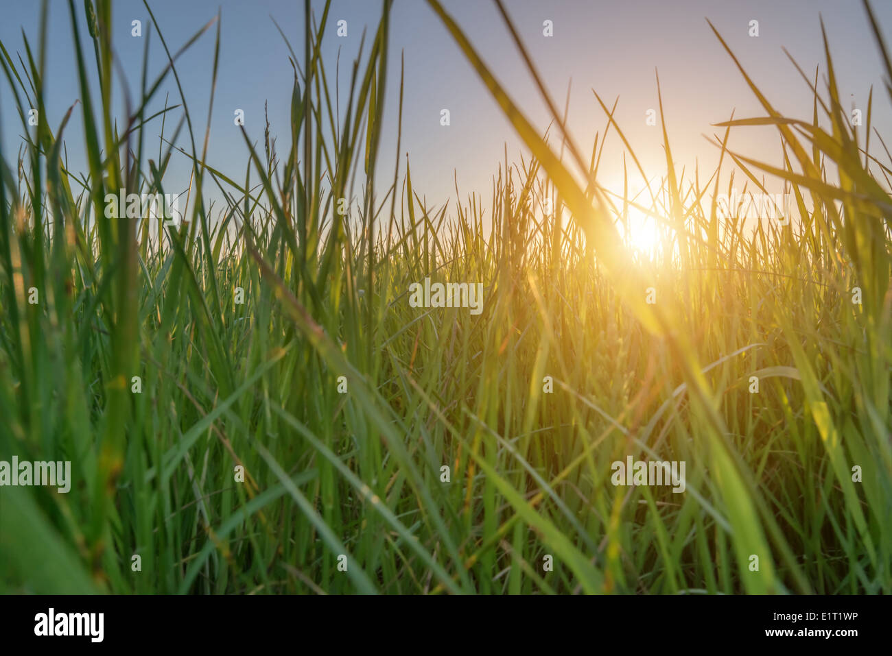 Erba verde su sfondo verde Foto Stock