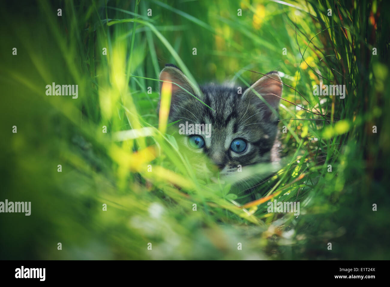 Kitten sull'erba close up Foto Stock