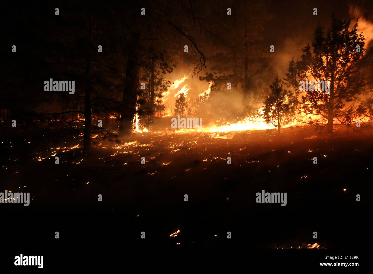 Una foto del Wallow Fire, che ha colpito la foresta nazionale Apache-Sitgreaves in Arizona. L'incendio è stato uno dei più grandi nella storia dello stato e ha posto sfide significative per il recupero della terra e della fauna selvatica. Foto Stock