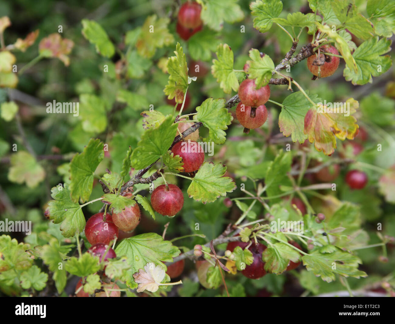Ribes uva-crispa "Hino Maki' uva spina Frutti sulla boccola Foto Stock