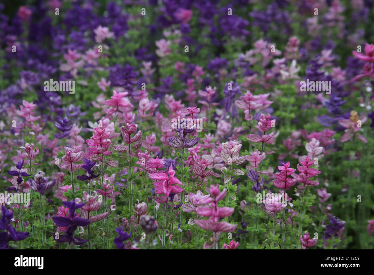 La Salvia viridis var comata 'Clarysa' massa vegetale piantando Foto Stock