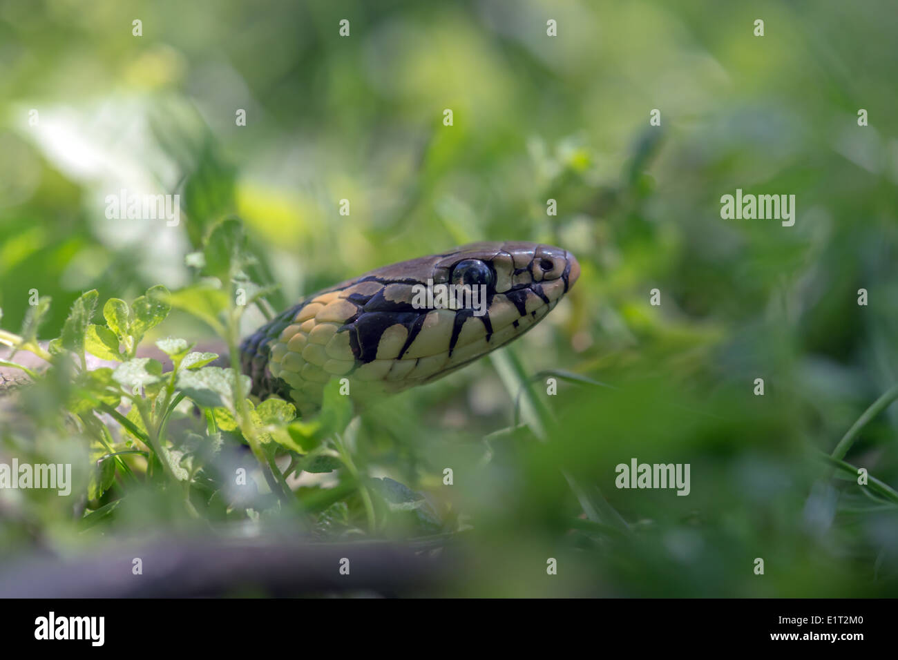 Ritratto di serpente su erba verde sullo sfondo Foto Stock