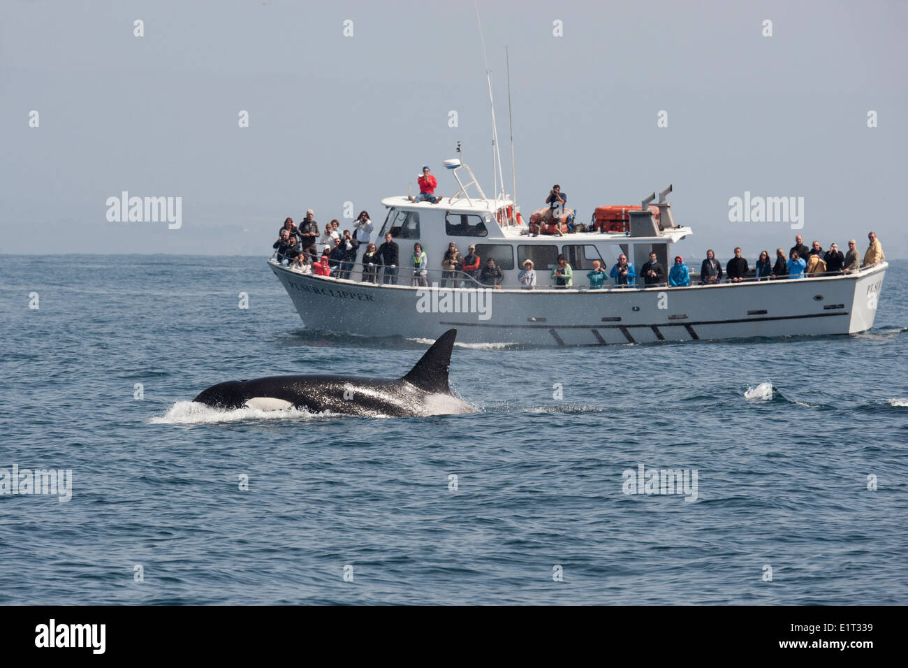 Transient/Biggs Killer Whale/Orca (Orcinus orca). Affiorante nella parte anteriore del punto Sur Clipper, Monterey, California, Oceano Pacifico. Foto Stock