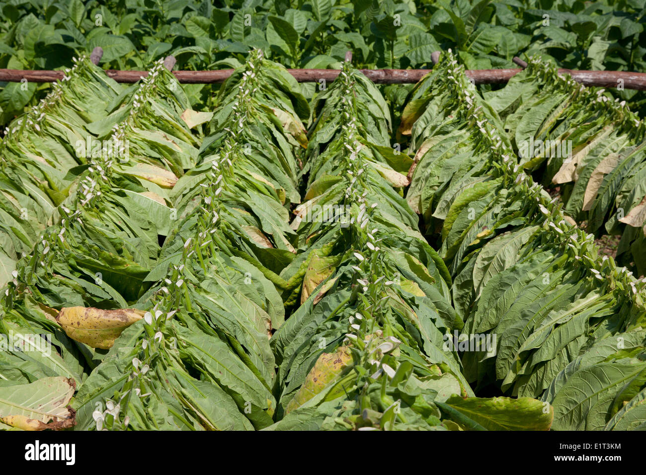 Foglie di tabacco su una fattoria di tabacco in Vinales, Cuba Foto Stock