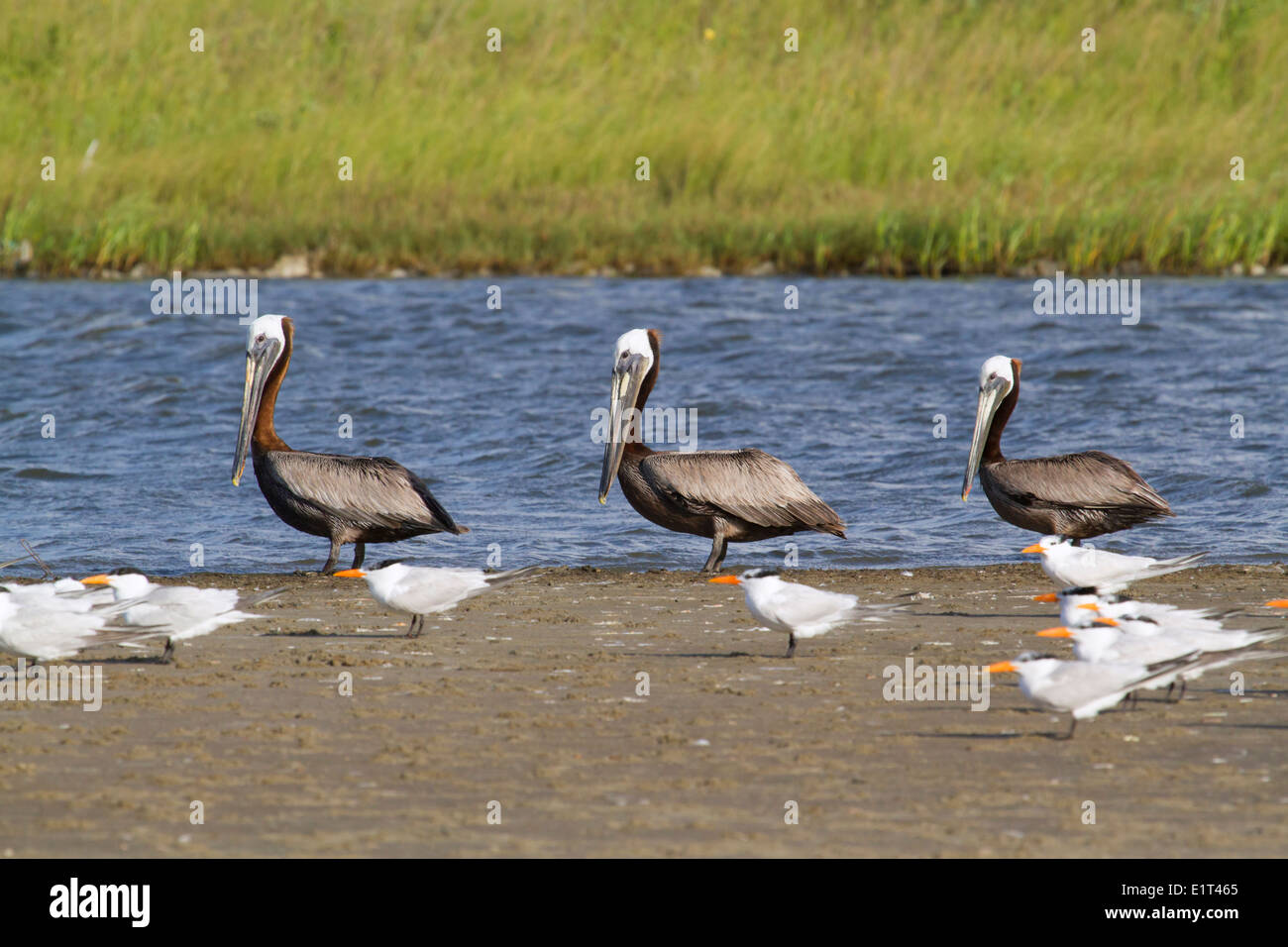 Una gamma di marrone pellicani (Pelecanus occidentalis) circondato da royal sterne (Sterna maxima) sulla palude costiera. Foto Stock