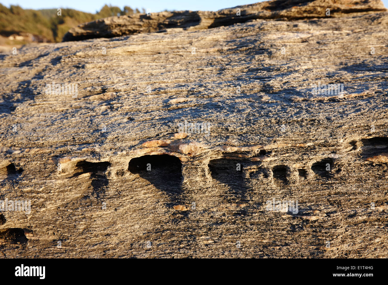 Sezione trasversale del triassico esposti rocce sedimentarie rocce costiere con tracce di quarzo los pellines Cile Foto Stock