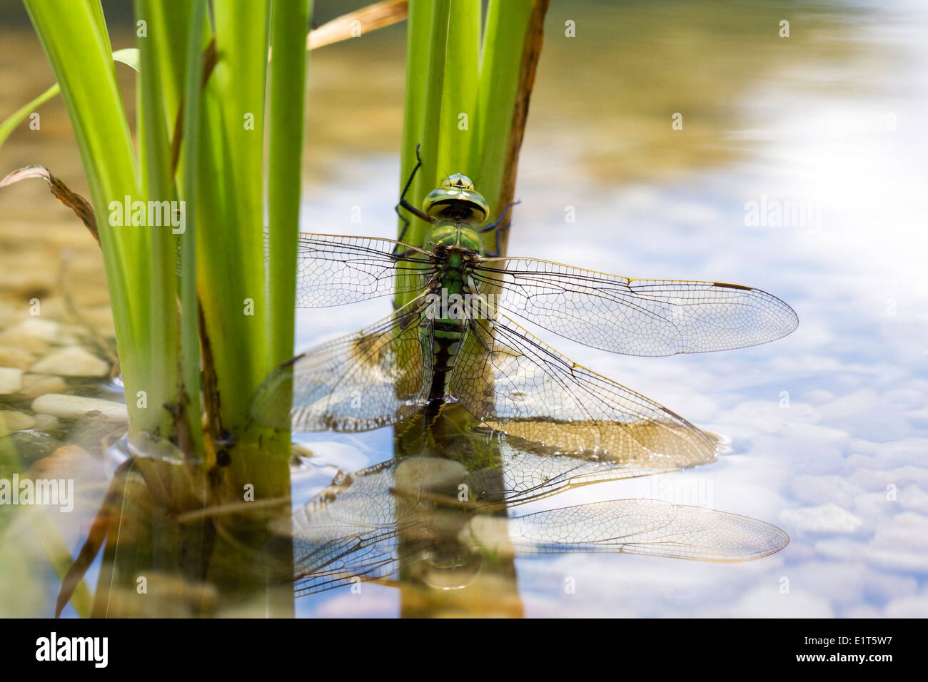 Anax imperator. Femmina a forma di libellula imperatore deposizione delle uova in un nuovo laghetto. Foto Stock