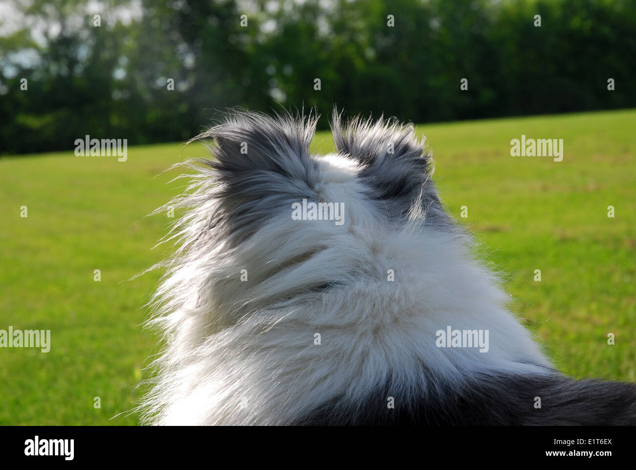 Shetland sheepdog visto da dietro guardando fuori nella distanza Foto Stock