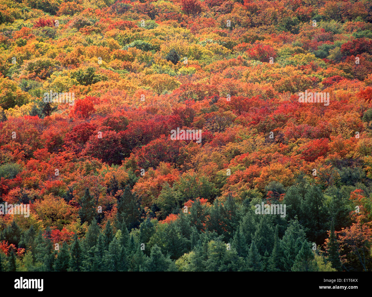 Foglie di autunno, foresta mista nord America, Canada Ontario, Algonquin Provincial Park Foto Stock