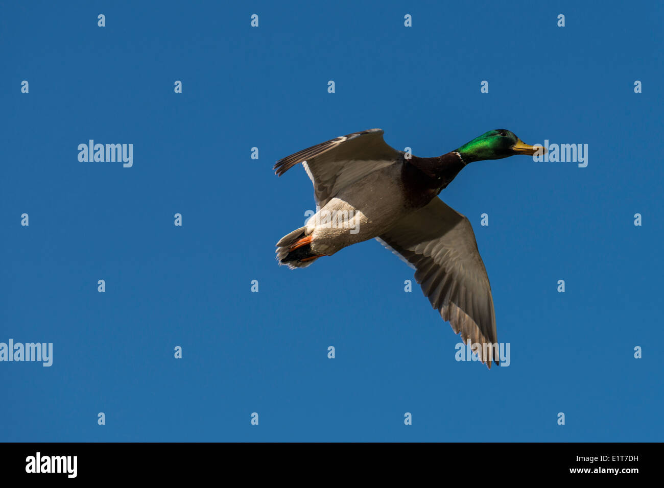 Un maschio volanti Mallard duck. Foto Stock