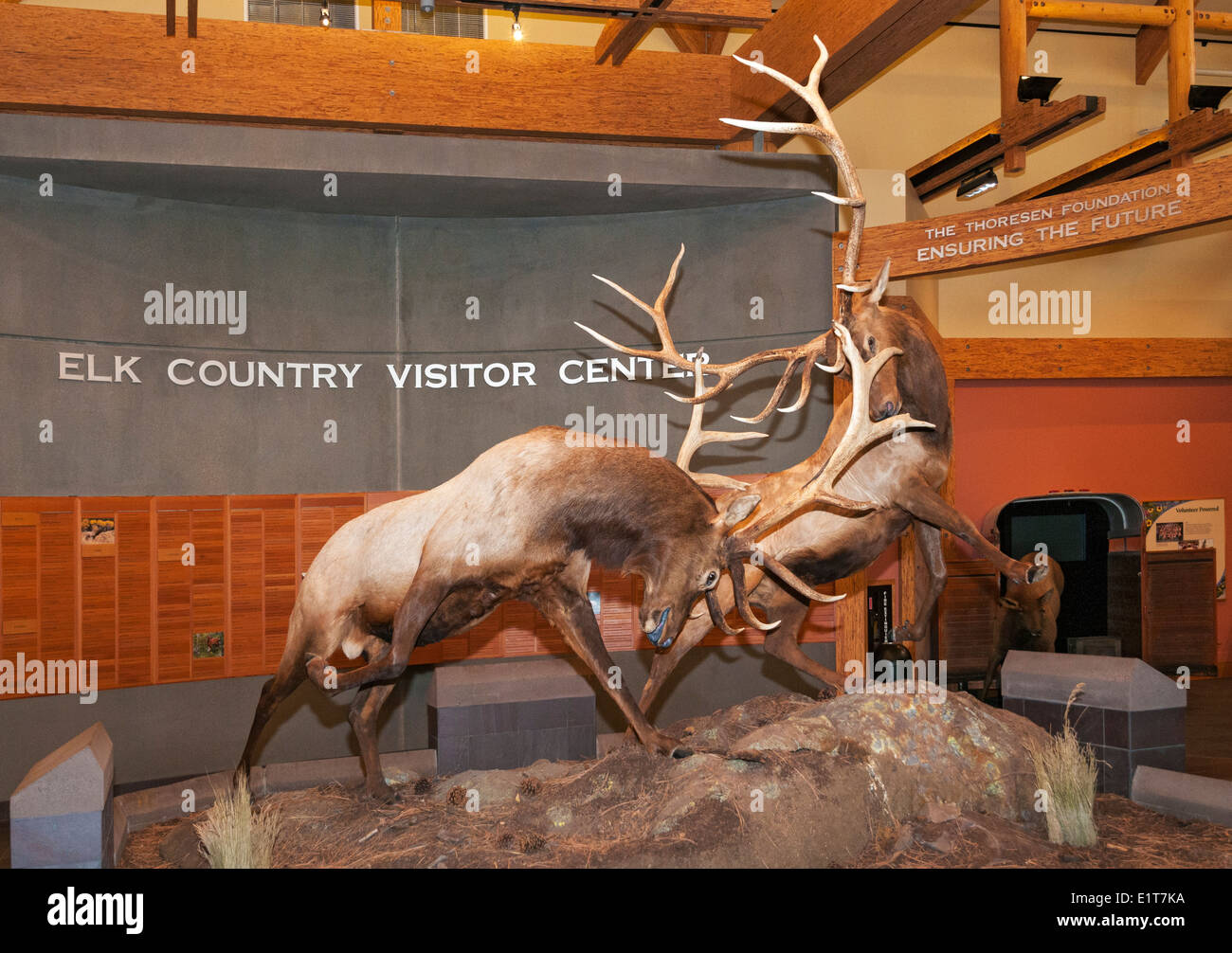 Montana, Missoula, Rocky Mountain Elk Foundation, Elk Paese centro visitatori Foto Stock