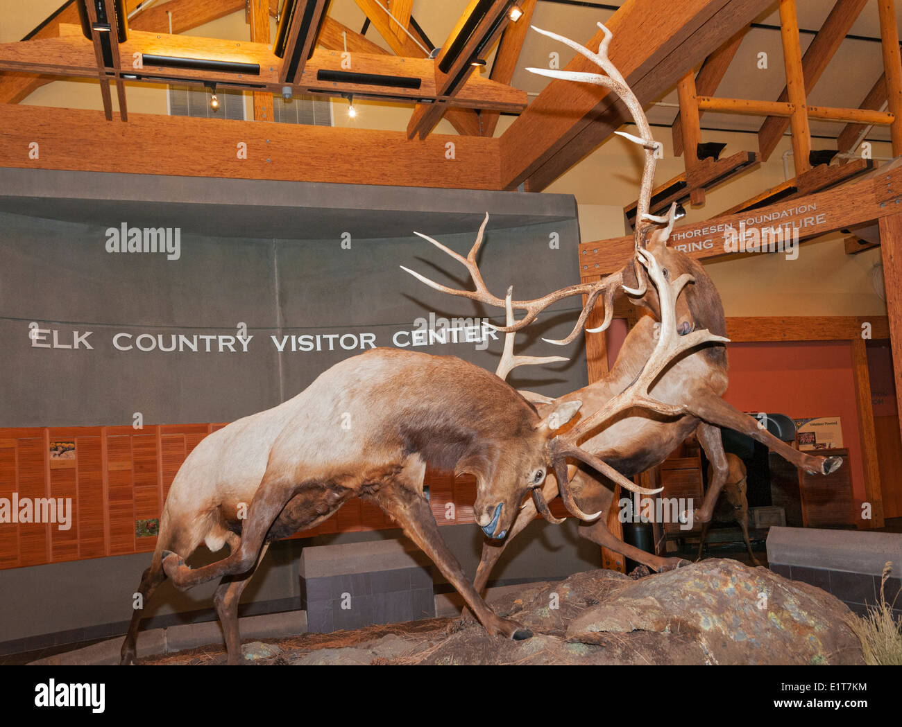 Montana, Missoula, Rocky Mountain Elk Foundation, Elk Paese centro visitatori Foto Stock