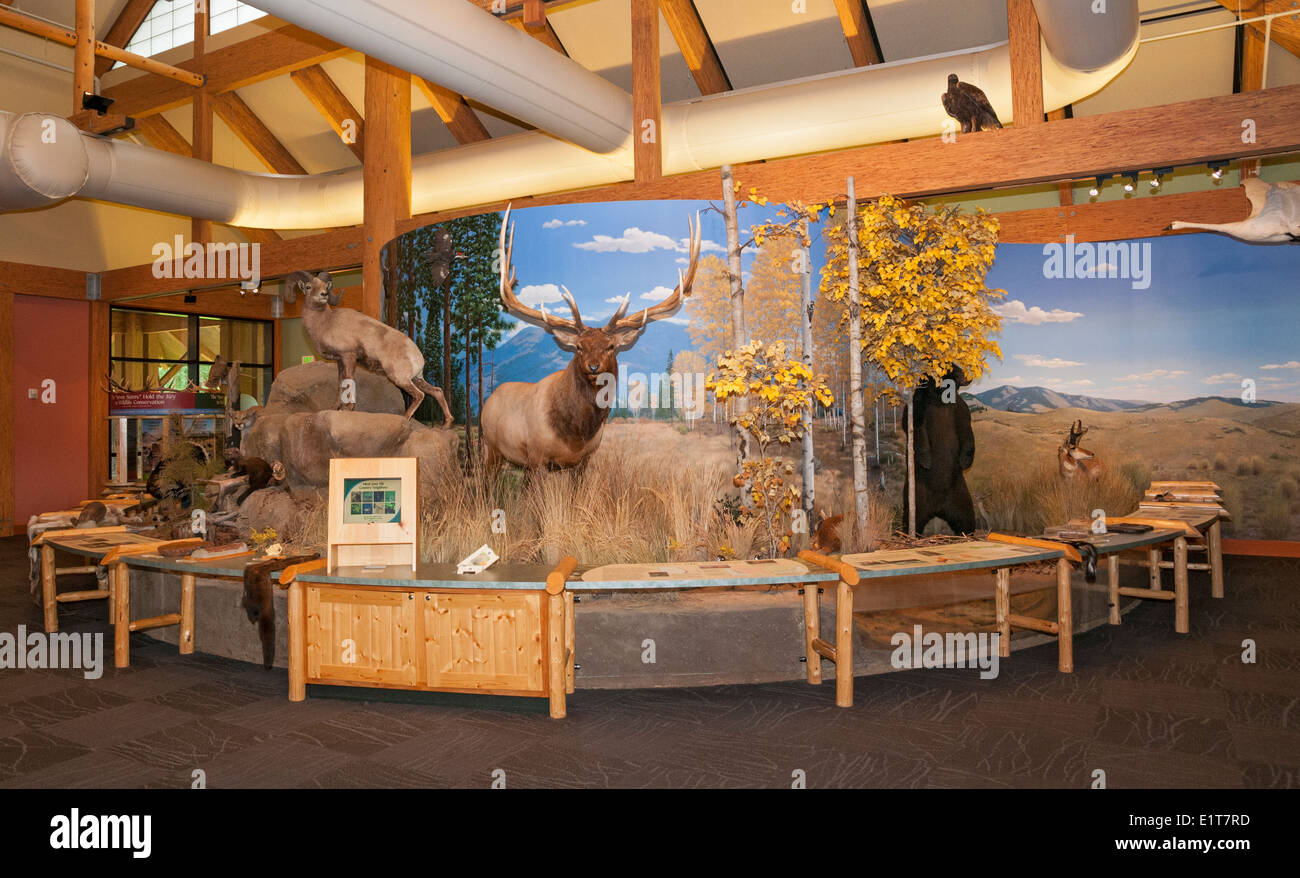 Montana, Missoula, Rocky Mountain Elk Foundation, Elk Paese Visitor Center, Habitat Diorama Foto Stock