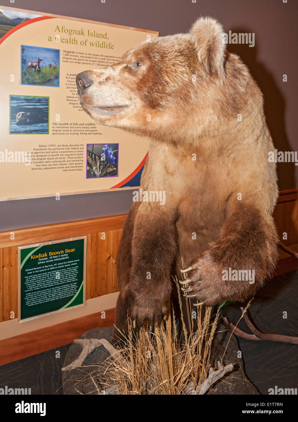 Rocky Mountain Elk Foundation, Elk Paese Visitor Center, femmina Kodiak l'orso bruno (Ursus arctos mittendorfii) Foto Stock