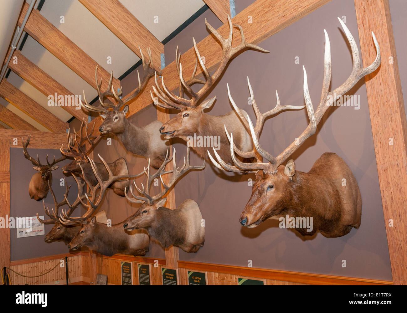 Montana, Missoula, Rocky Mountain Elk Foundation, Elk Paese Visitor Center, trofeo Elk Display Foto Stock