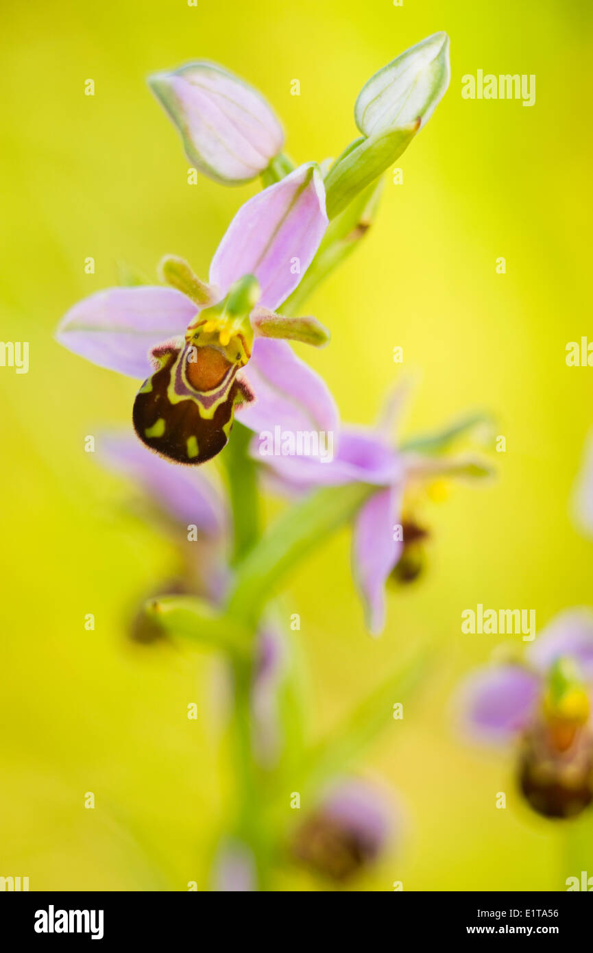 Bee Orchid (Ophrys apifera) Foto Stock