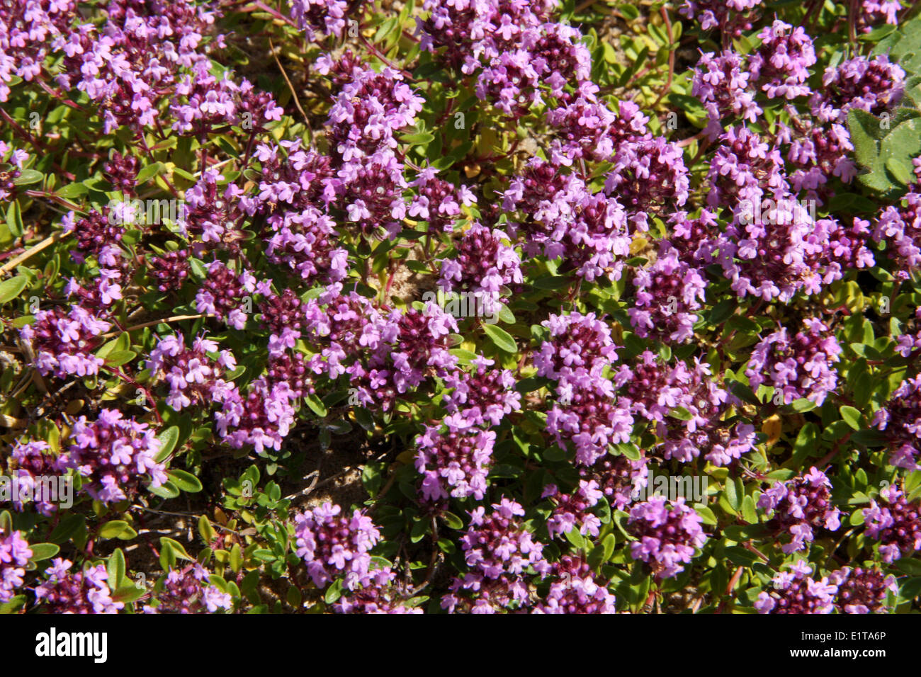 (Thymus pulegioides) di timo di grandi dimensioni Foto Stock