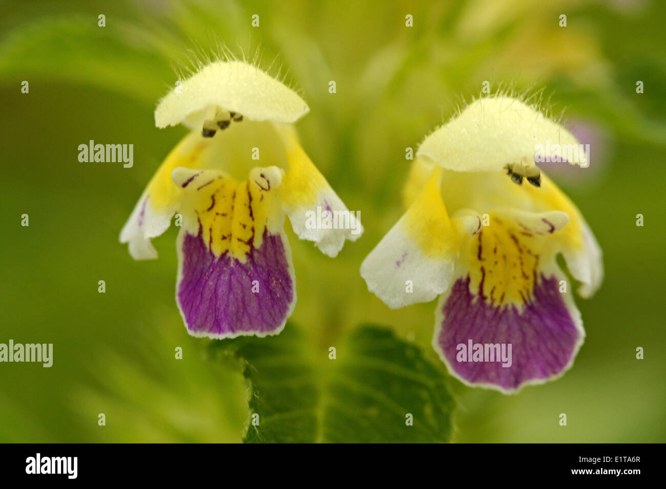 Close-up vooraanzicht van 2 van bloemen Dauwnetel; Galeopsis speciosa; a fiore grande la canapa di ortica due fiori. Foto Stock