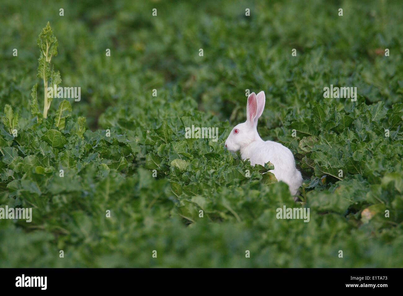 Albino lepre (Lepus europeus) in una barbabietola da zucchero campo Foto Stock