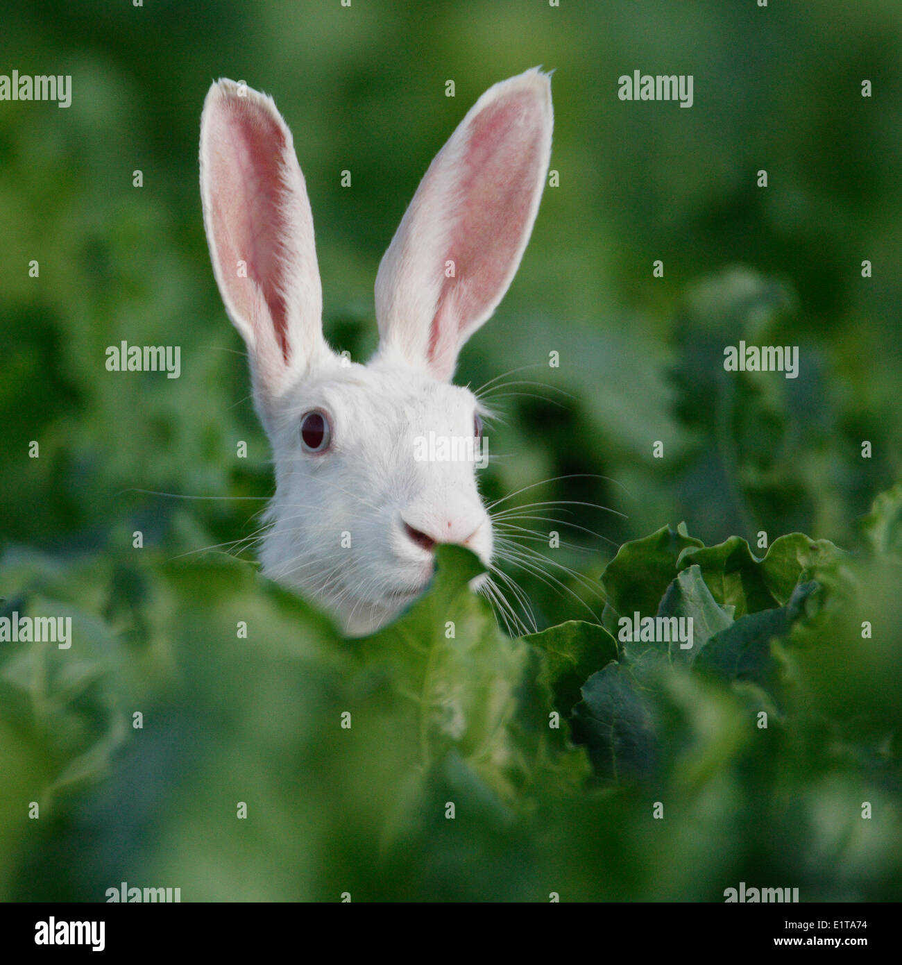 Albino lepre a barbabietola da zucchero campo Foto Stock