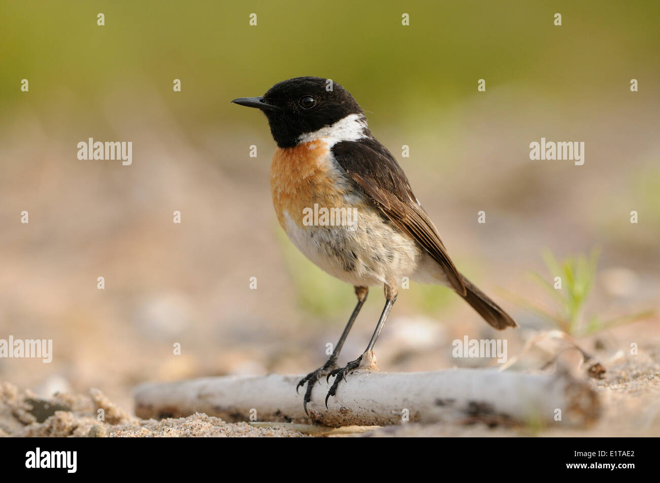 Rovistando Stonechat maschio appollaiato su un gravelbeach su un rivershore nella luce della sera Foto Stock