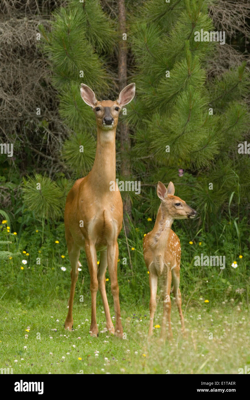 Una femmina bianco-Tailed Deer con i suoi giovani. Foto Stock