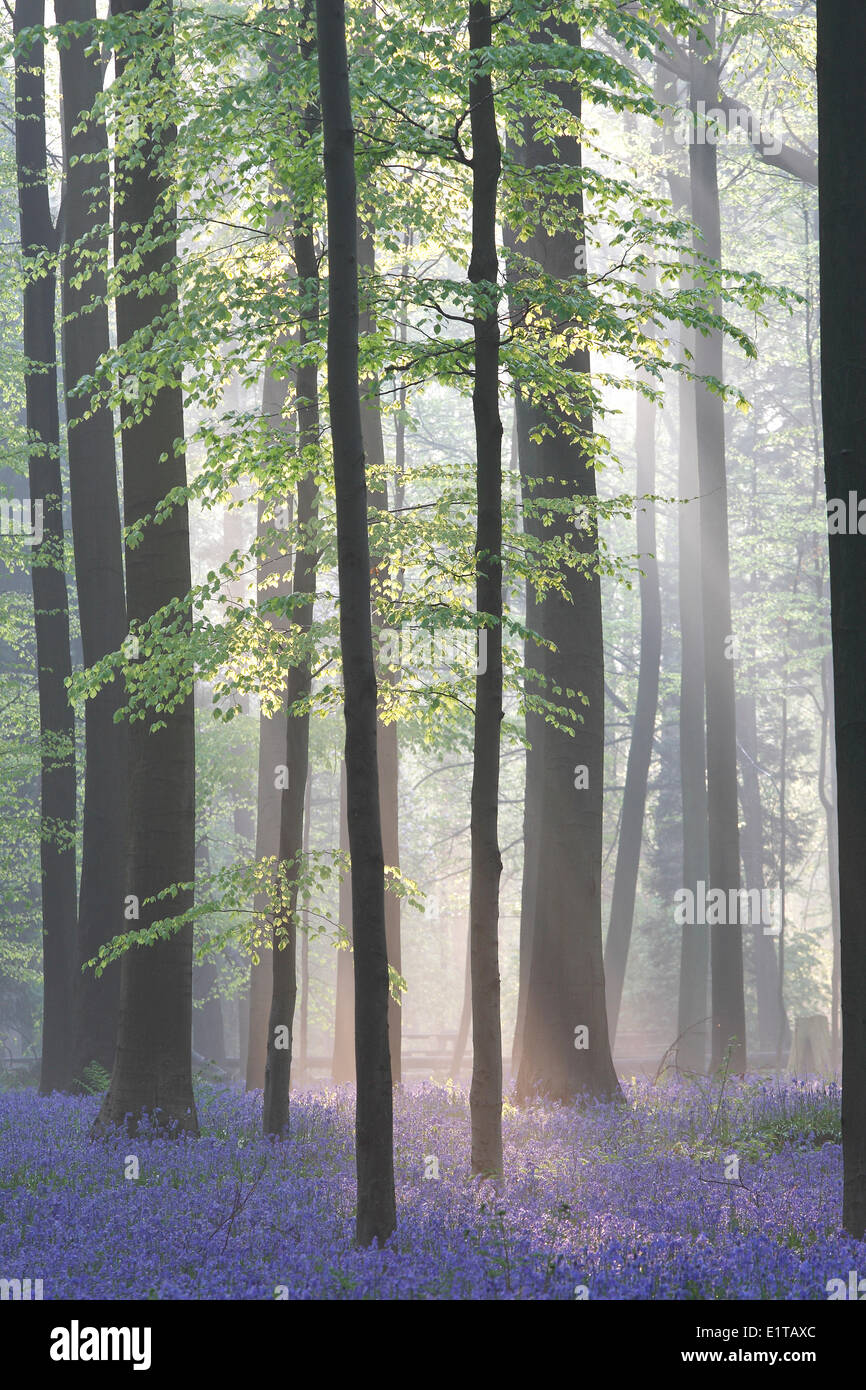 Bluebells (Scilla non scripta / Endimione nonscriptus / Hyacinthoides non scripta) nella foresta di faggio, Hallerbos, Belgio Foto Stock