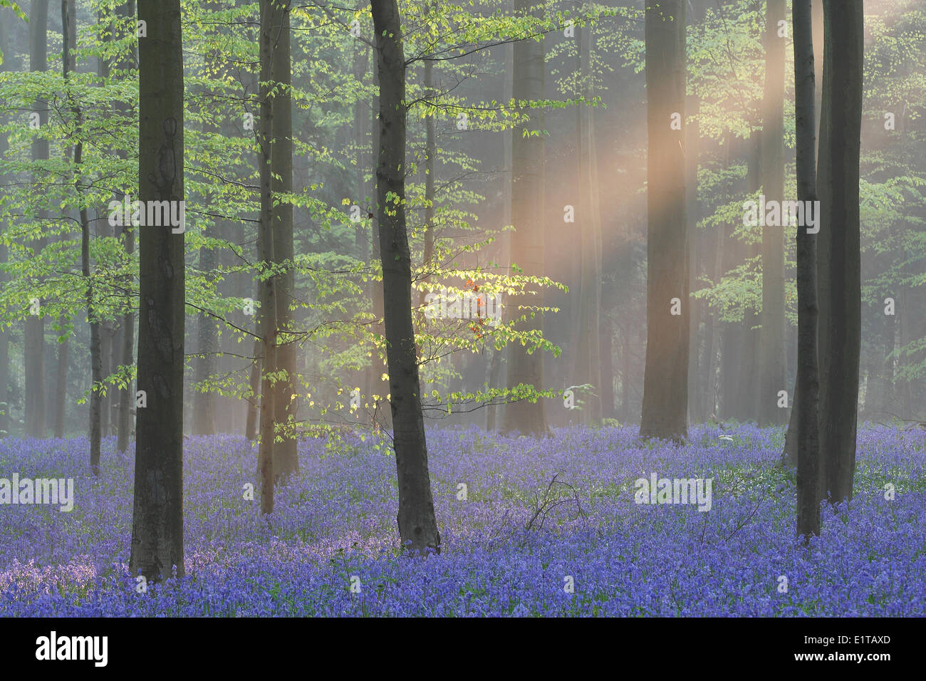 Bluebells (Scilla non scripta / Endimione nonscriptus / Hyacinthoides non scripta) nella foresta di faggio, Hallerbos, Belgio Foto Stock