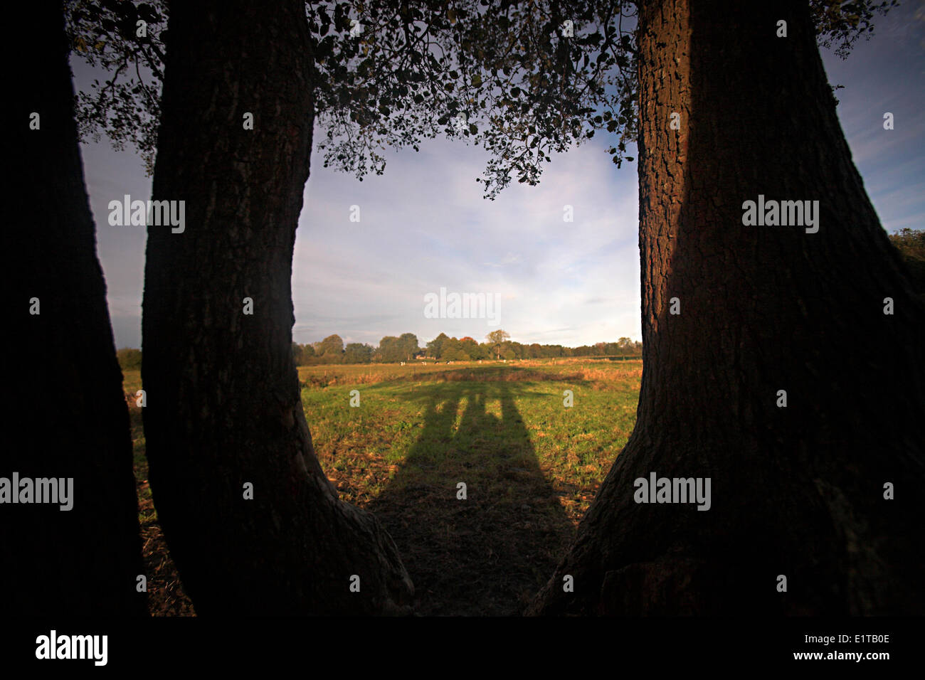 Vista sul prato nella luce del mattino Foto Stock