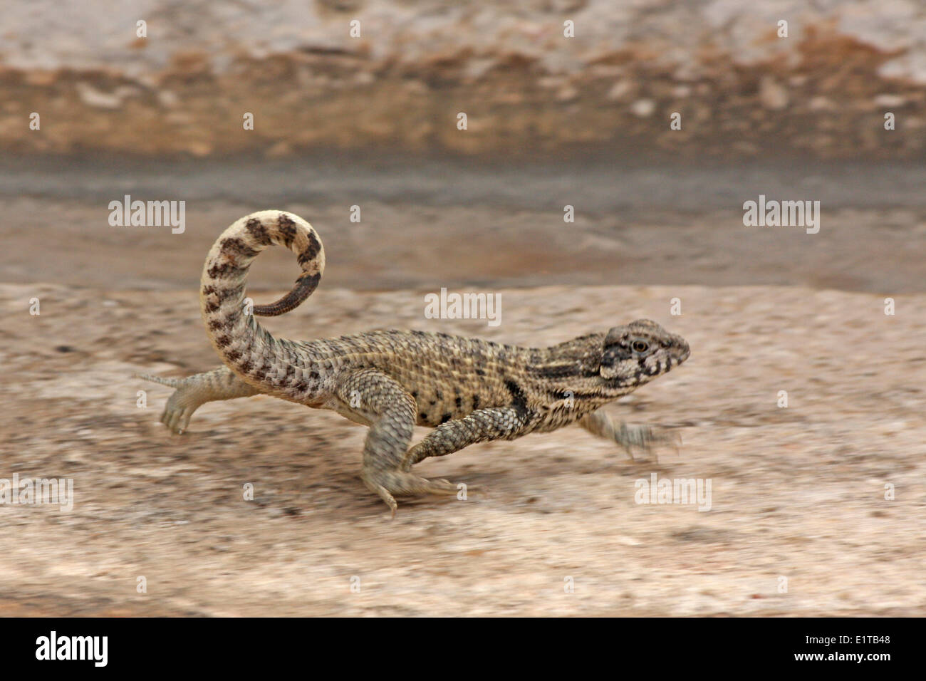 Northern curly-tailed Lizard (Leiocephalus carinatus) Foto Stock