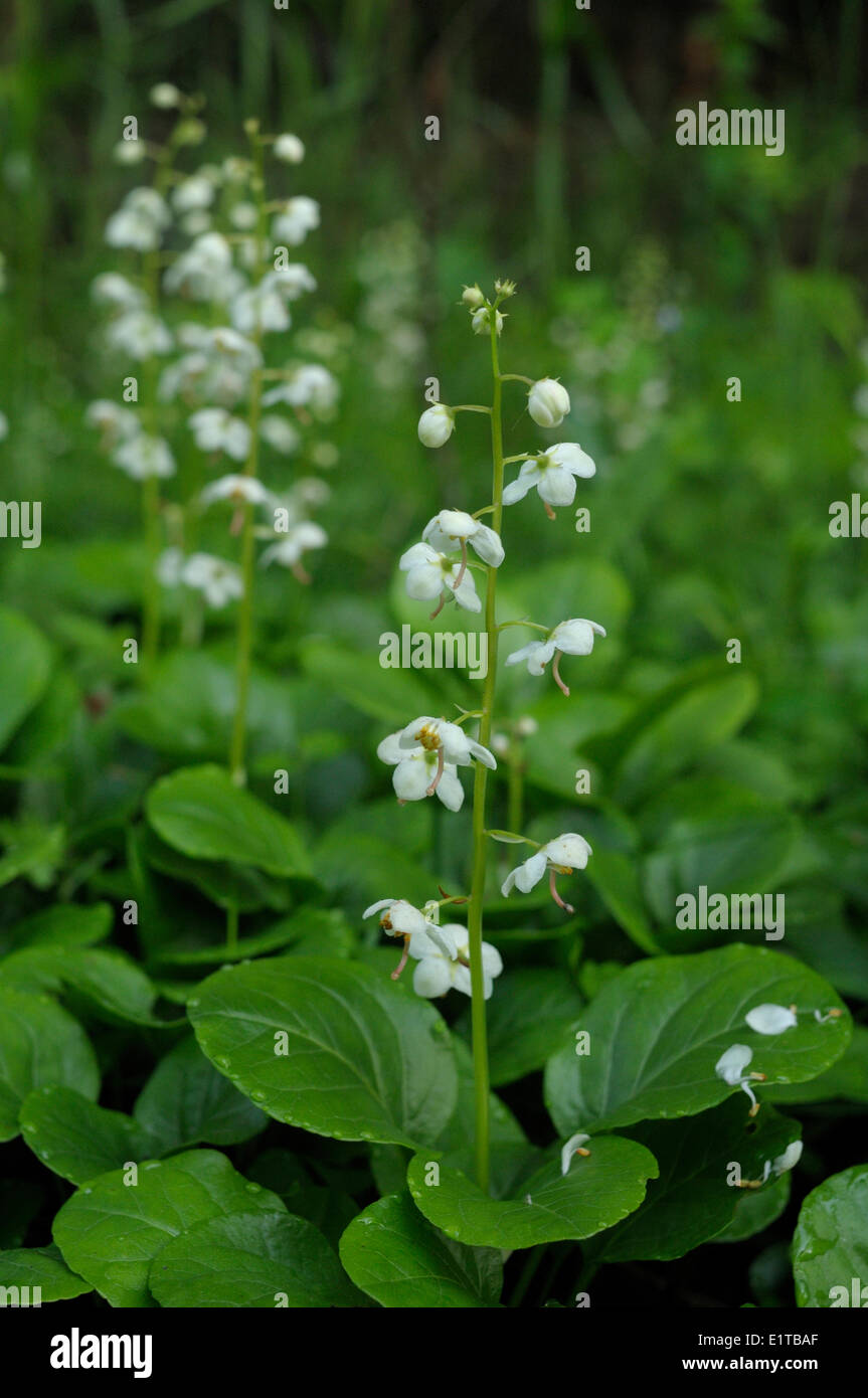 Round-lasciava wintergreen fioritura nella foresta; Foto Stock