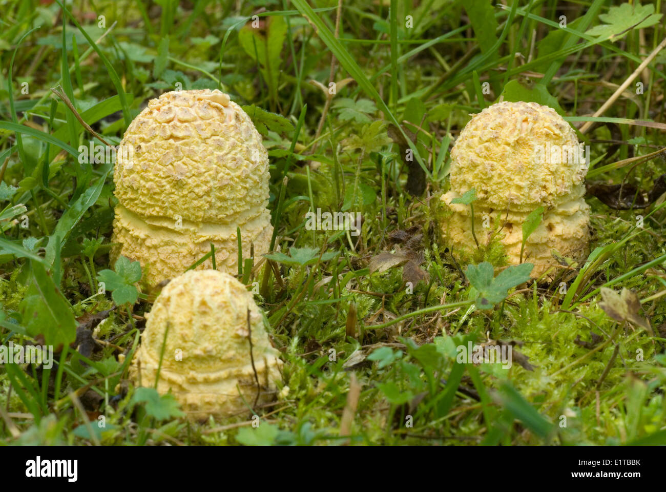 Tre di colore giallo-arancio volare Agarics in diversi stadi di crescita (foto 1) Foto Stock