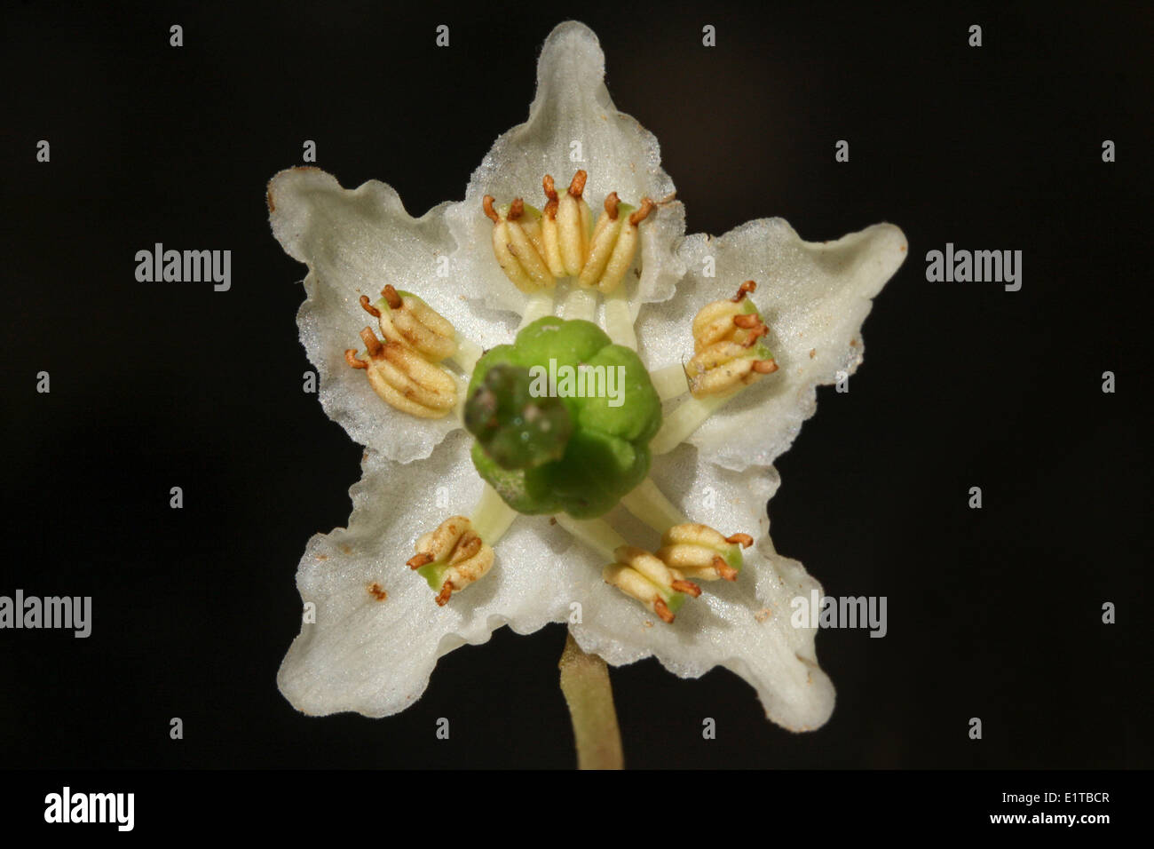 Close-up di quello a fiore di wintergreen Foto Stock